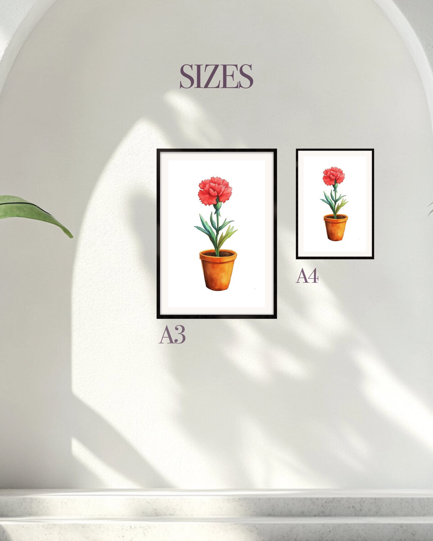 Carnation Joy